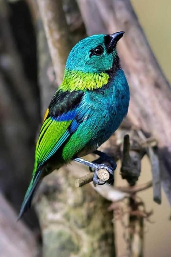 Viver Ubatuba Villa Kültér fotó